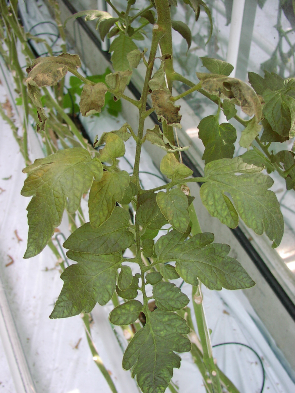 Acariose bronzée