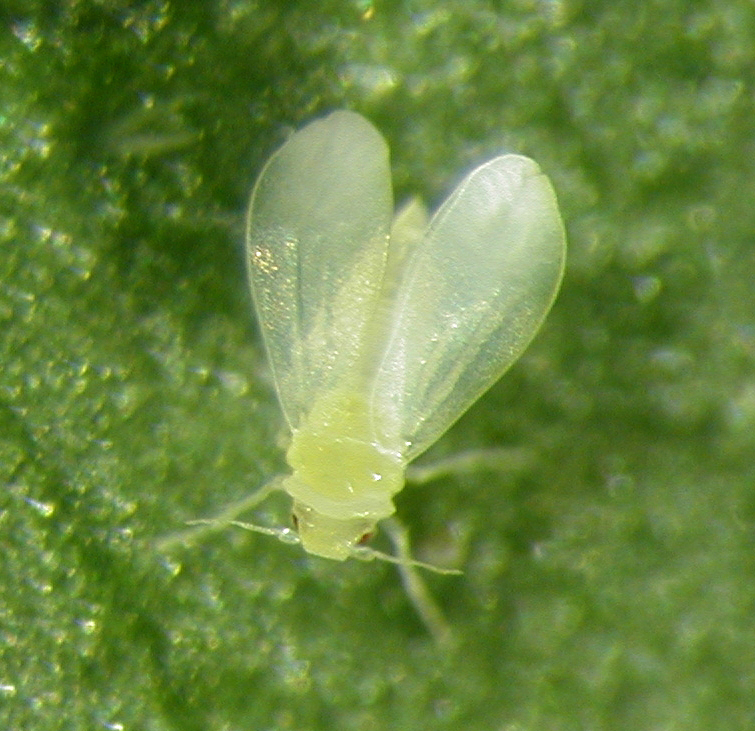 Aleurodes