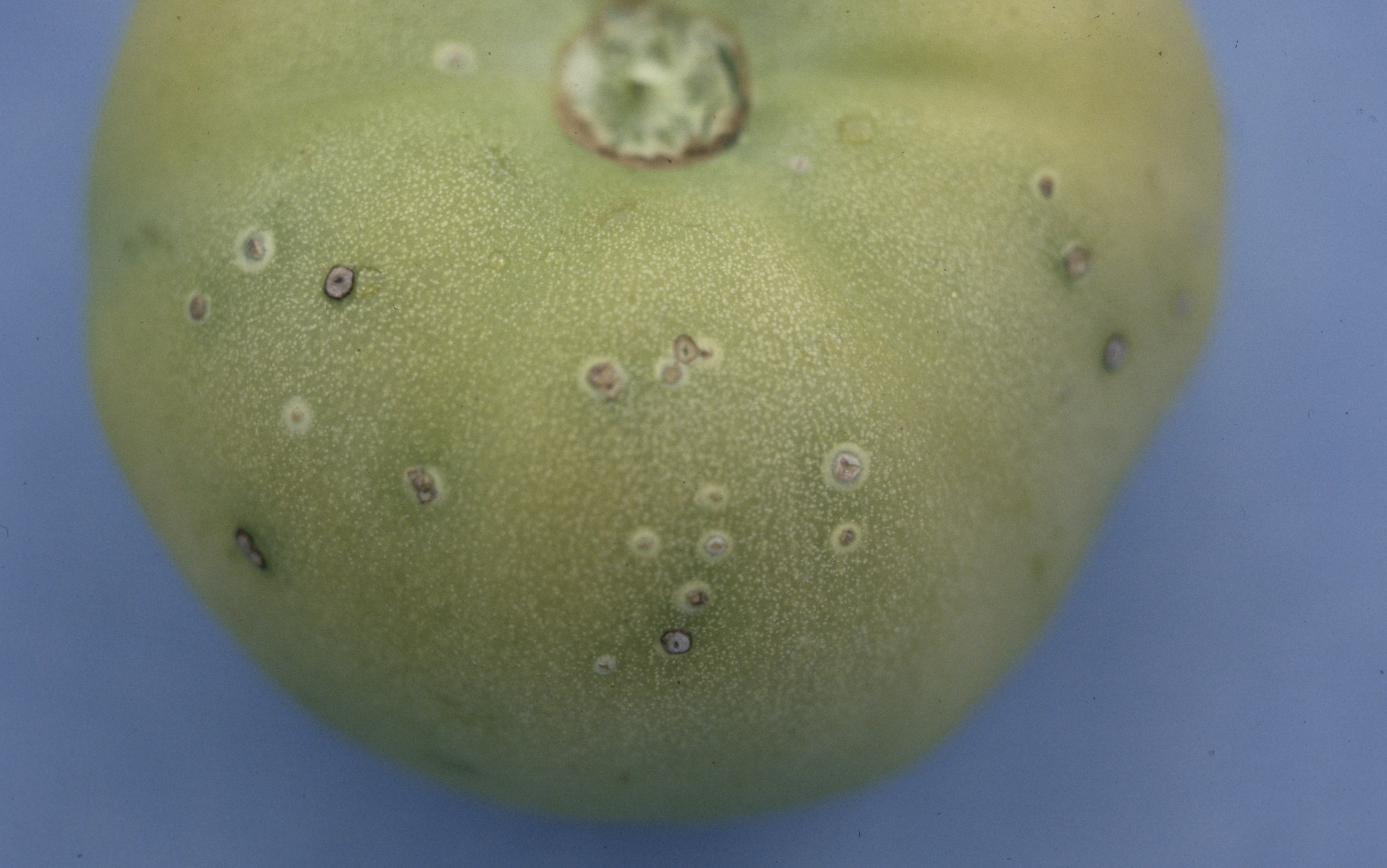 Bactériose de la tomate — Tomate