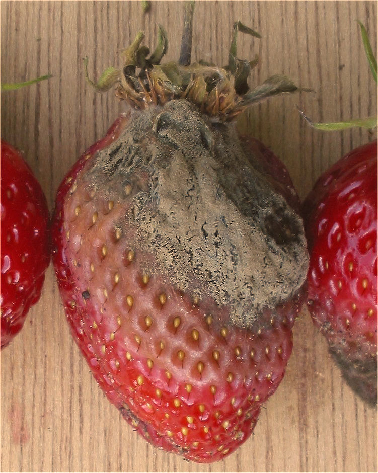 Botrytis (pourriture grise) de la fraise — fraise