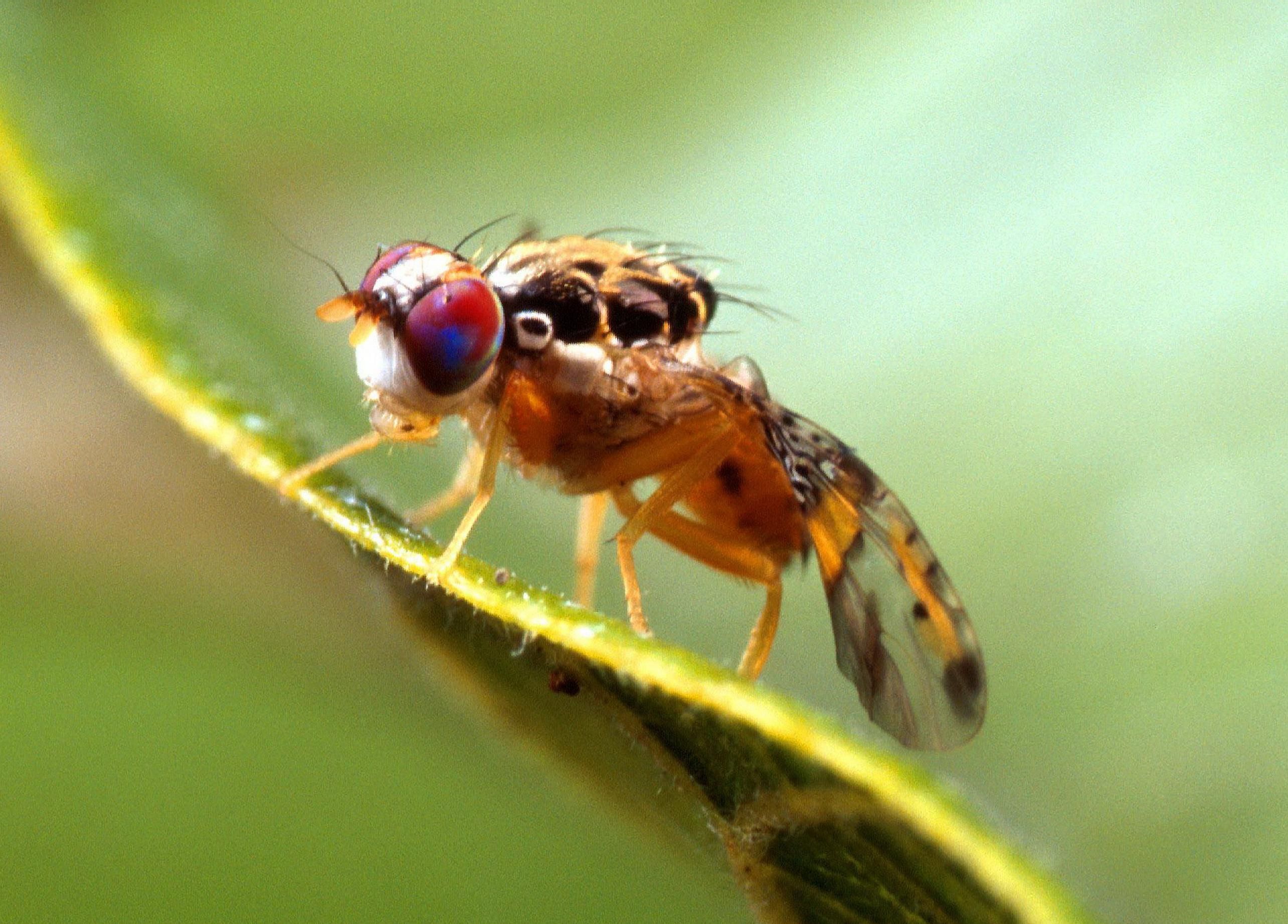 Cératite (mouche méditerranéenne des fruits) — Agrumes