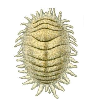 Cochenille des agrumes — agrume