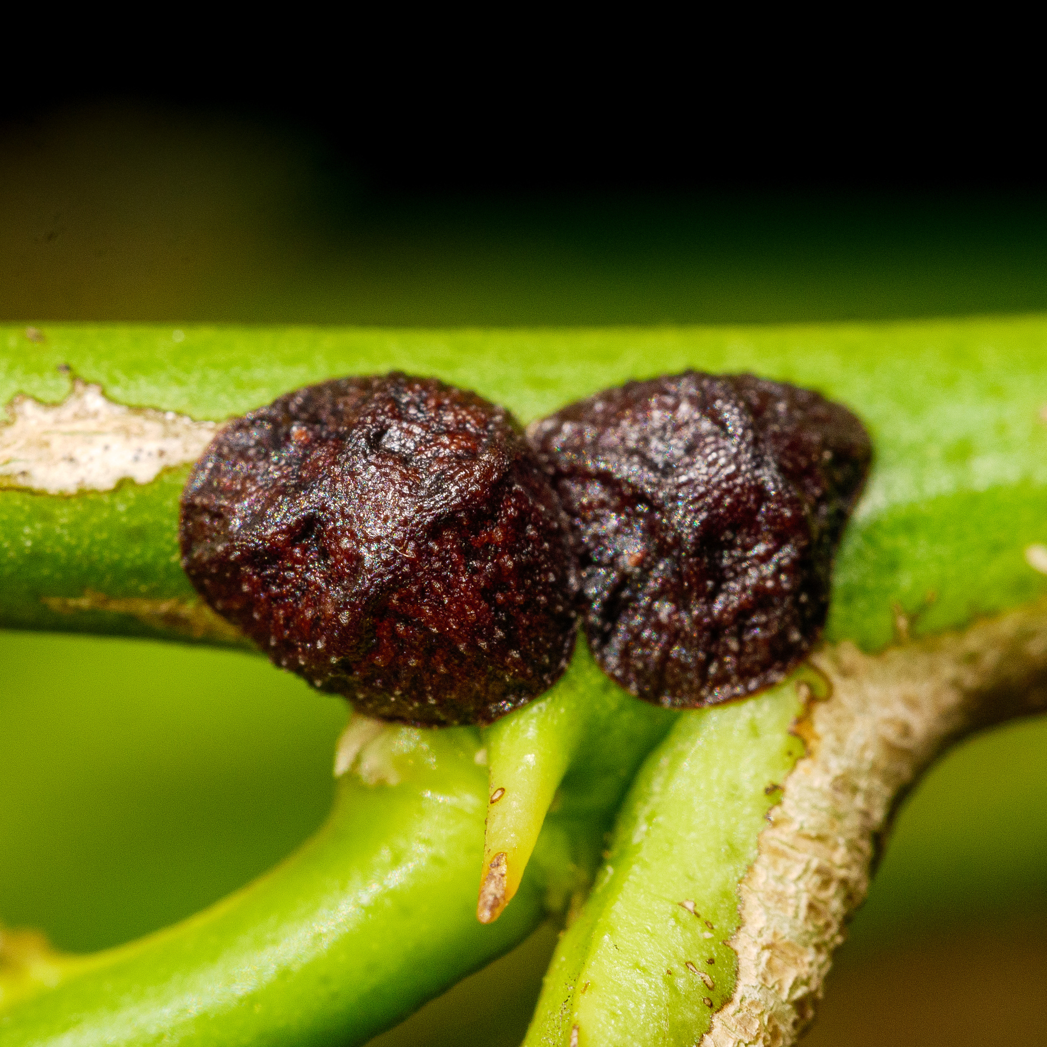 Cochenille noire de l'olivier — olivier