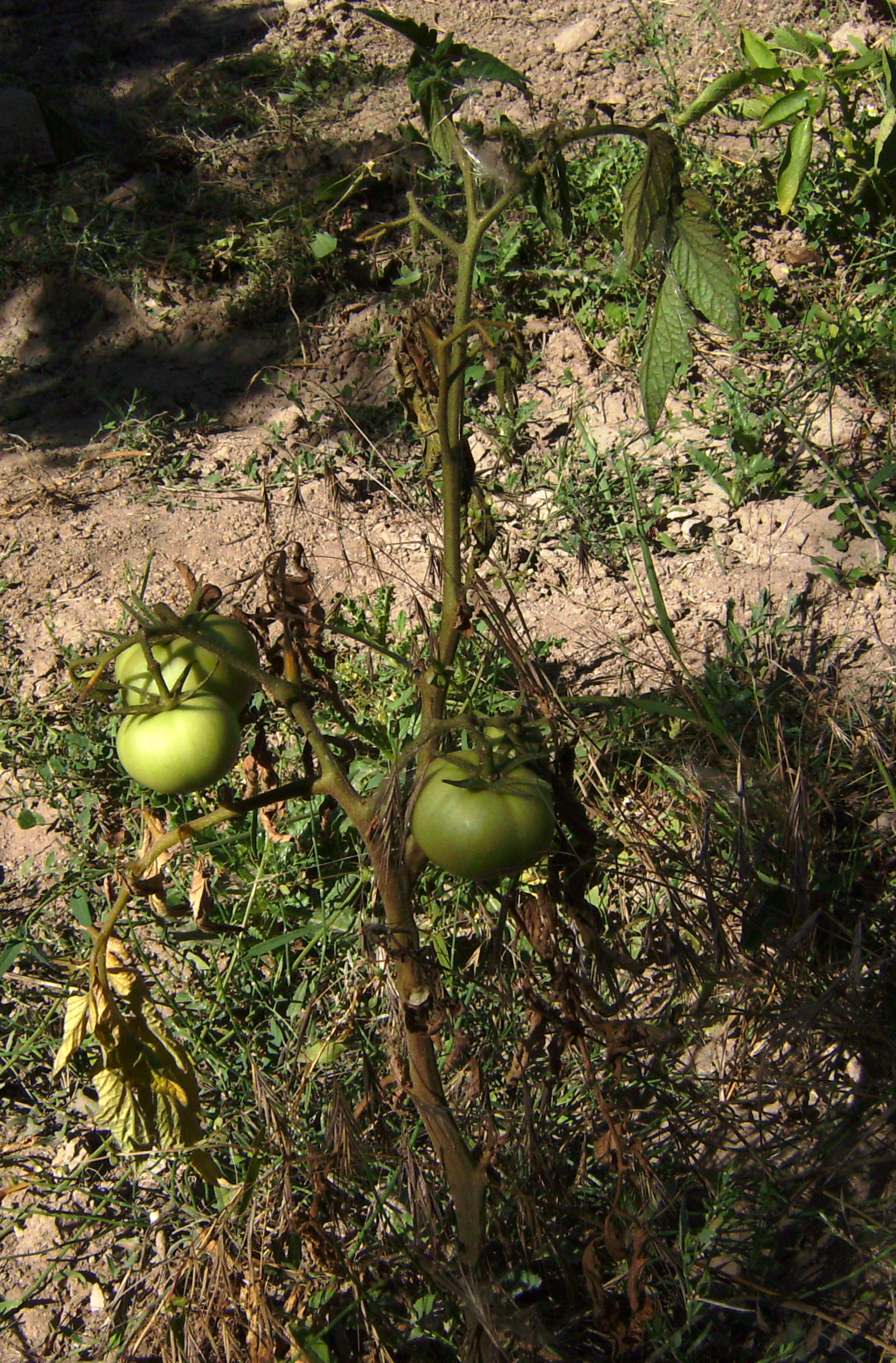 Fusariose (flétrissement) de la tomate — Tomate