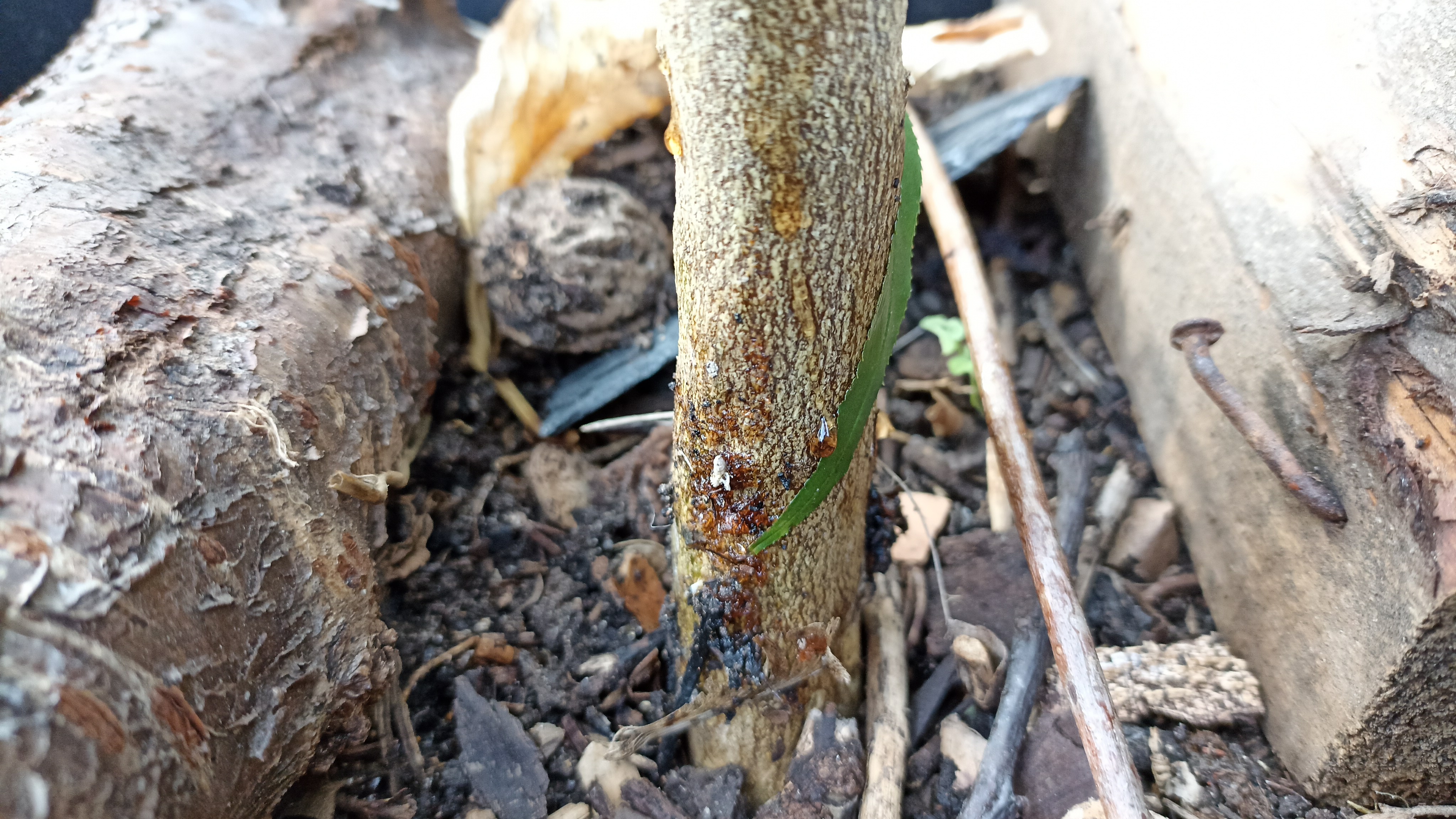 Gommose à Phytophthora des agrumes — Agrumes