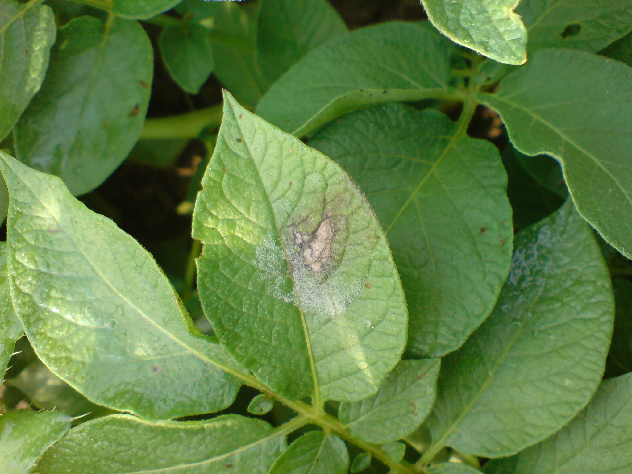 Mildiou de la pomme de terre — Pomme de terre