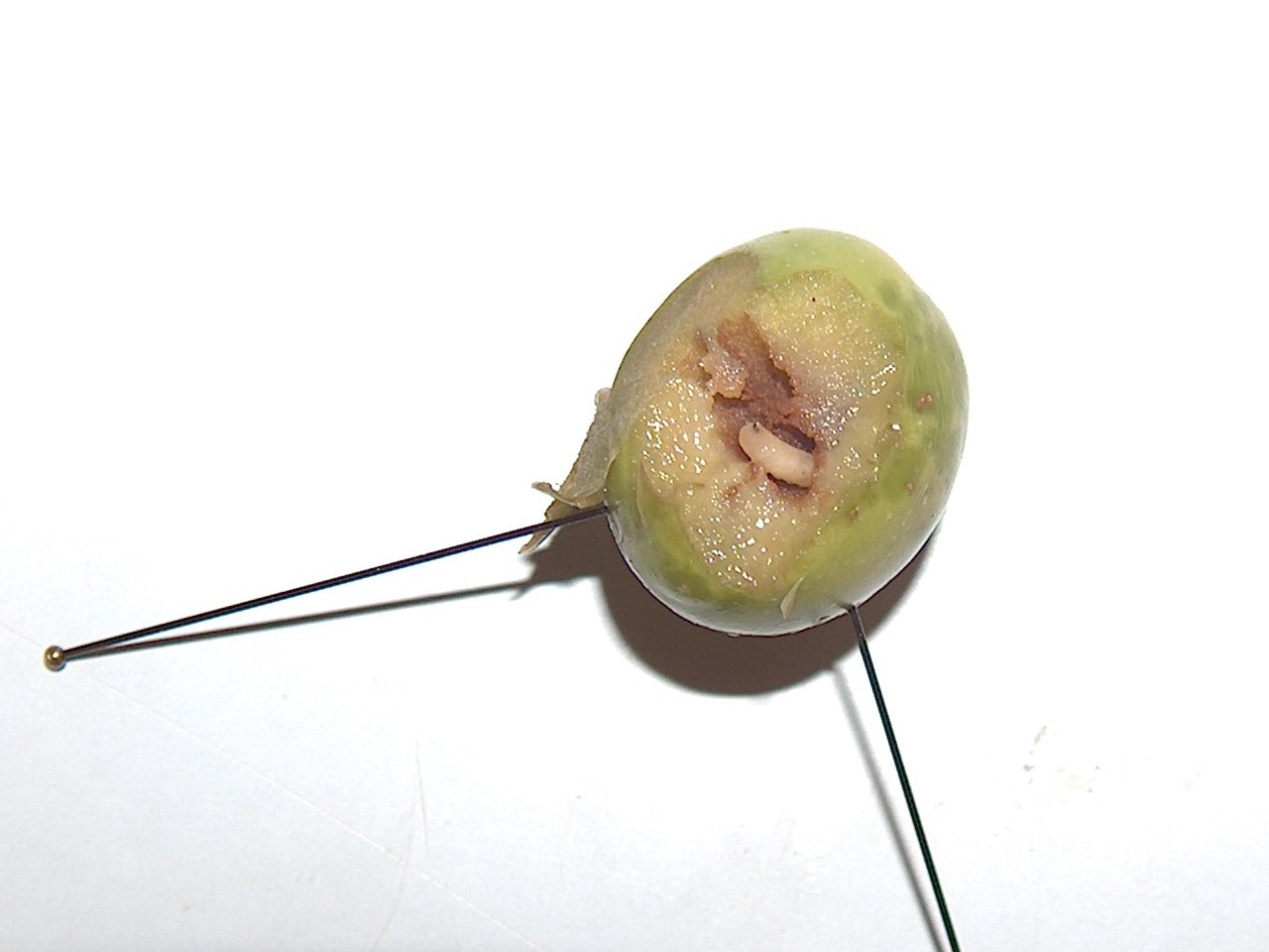 Mouche de l'olive — Olivier