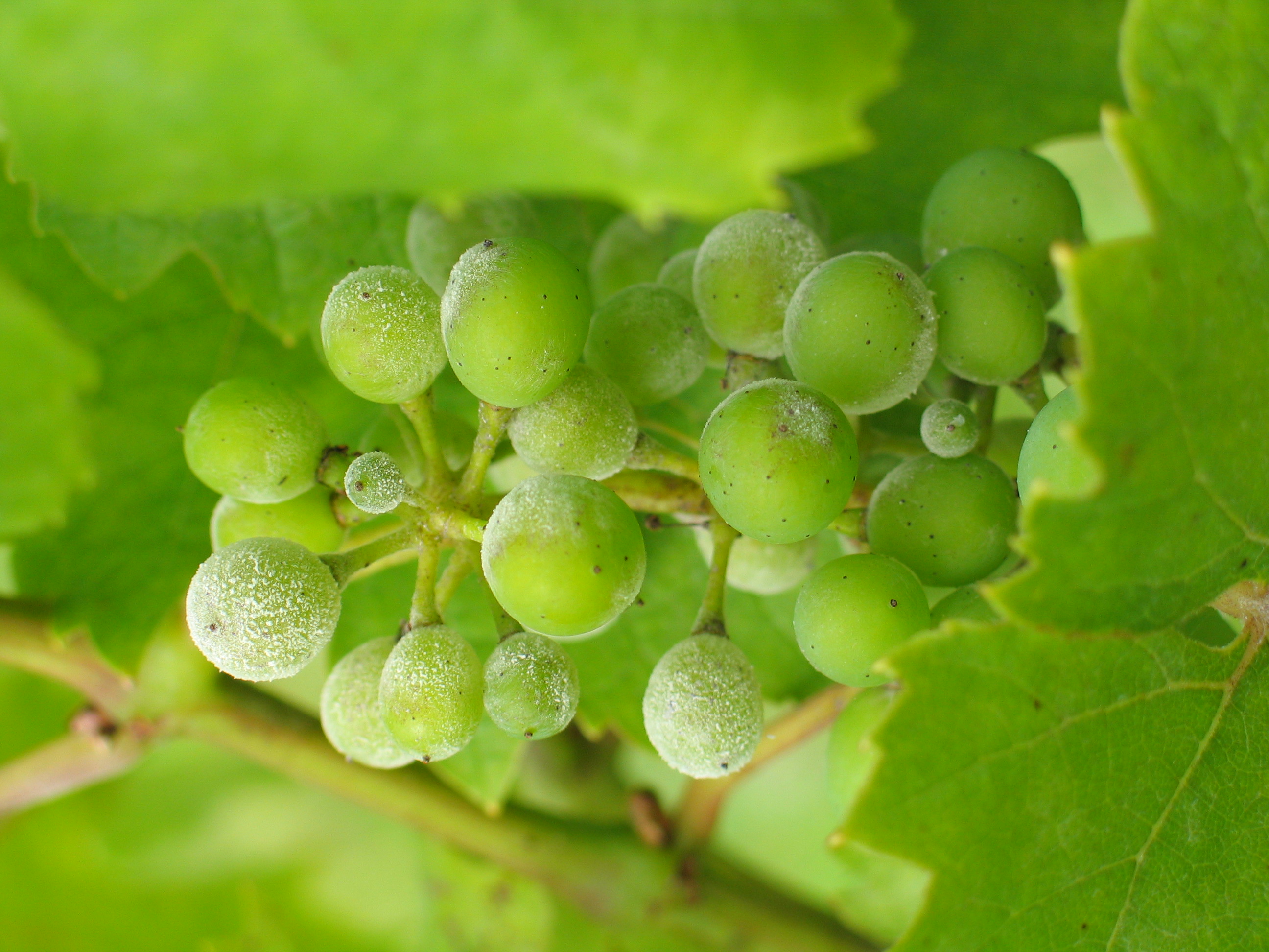 Oïdium de la vigne
