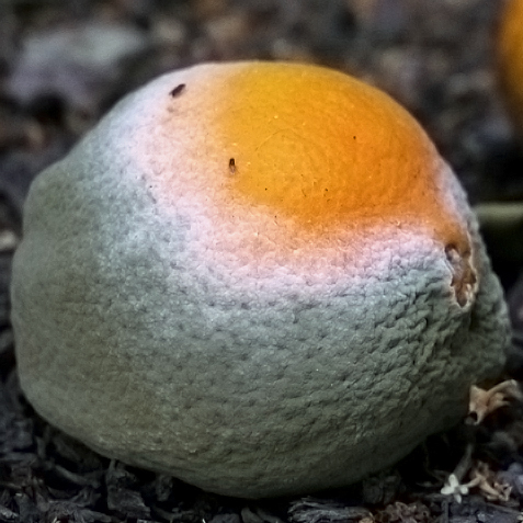Pourriture des fruits (moisissure verte) des agrumes — Agrumes