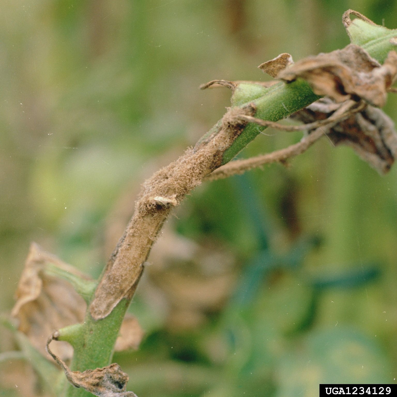 Pourriture grise (Botrytis)