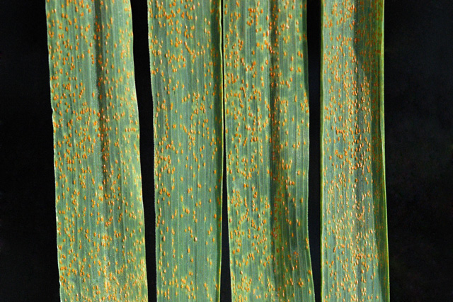 Rouille brune du blé — ble