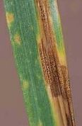 Septoriose