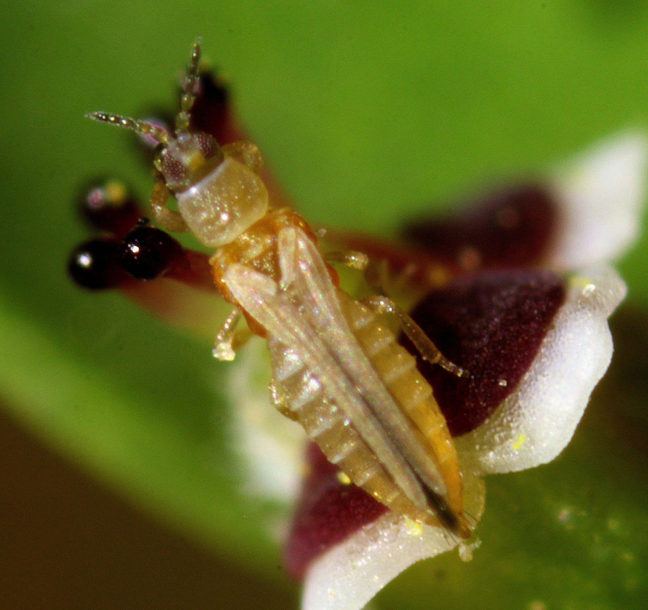Thrips du poivron — Poivron