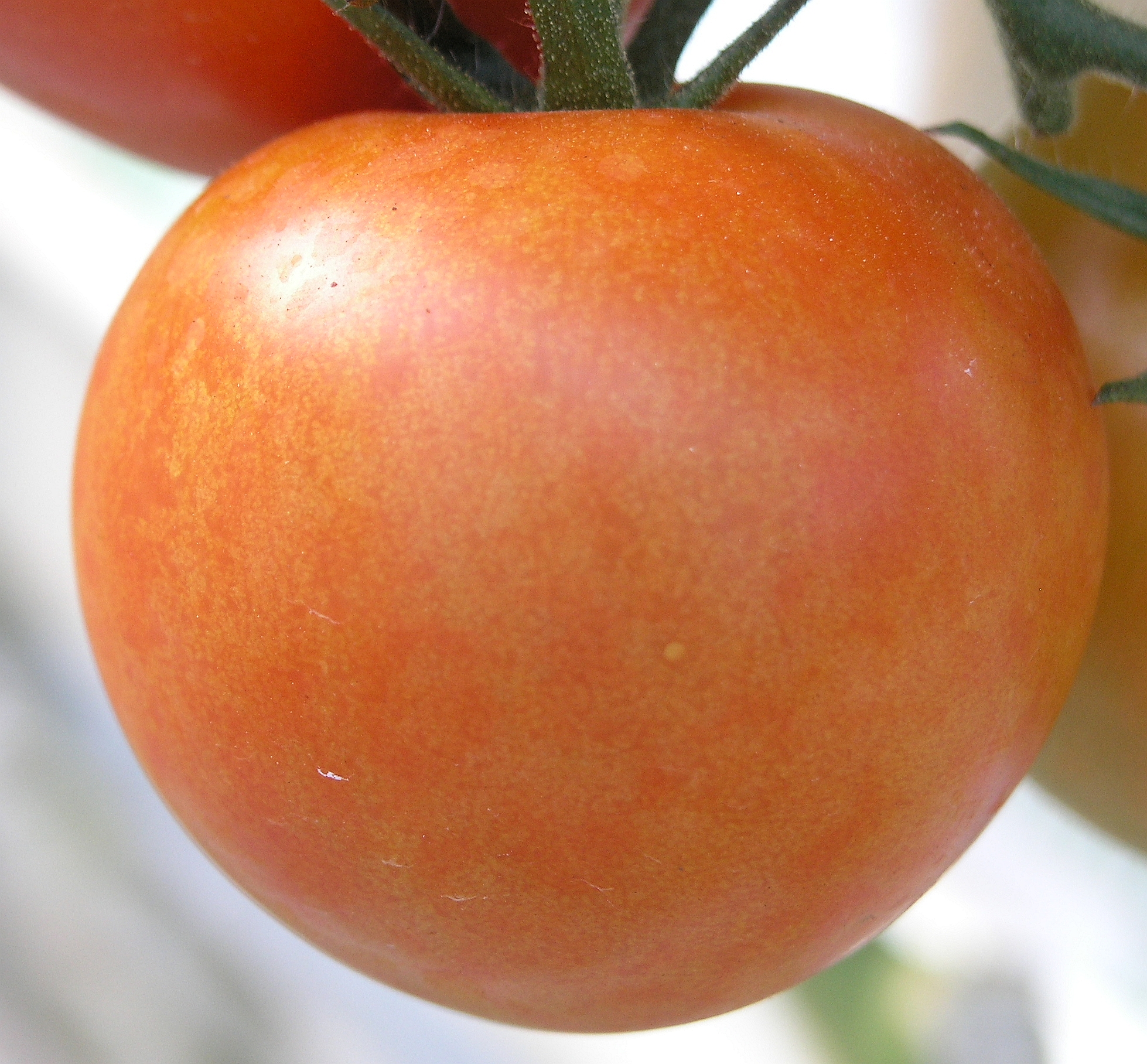 Virus de la mosaïque du pepino (tomate) — Tomate